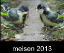 meisen 2013