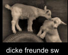 dicke freunde sw