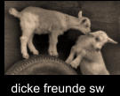 dicke freunde sw